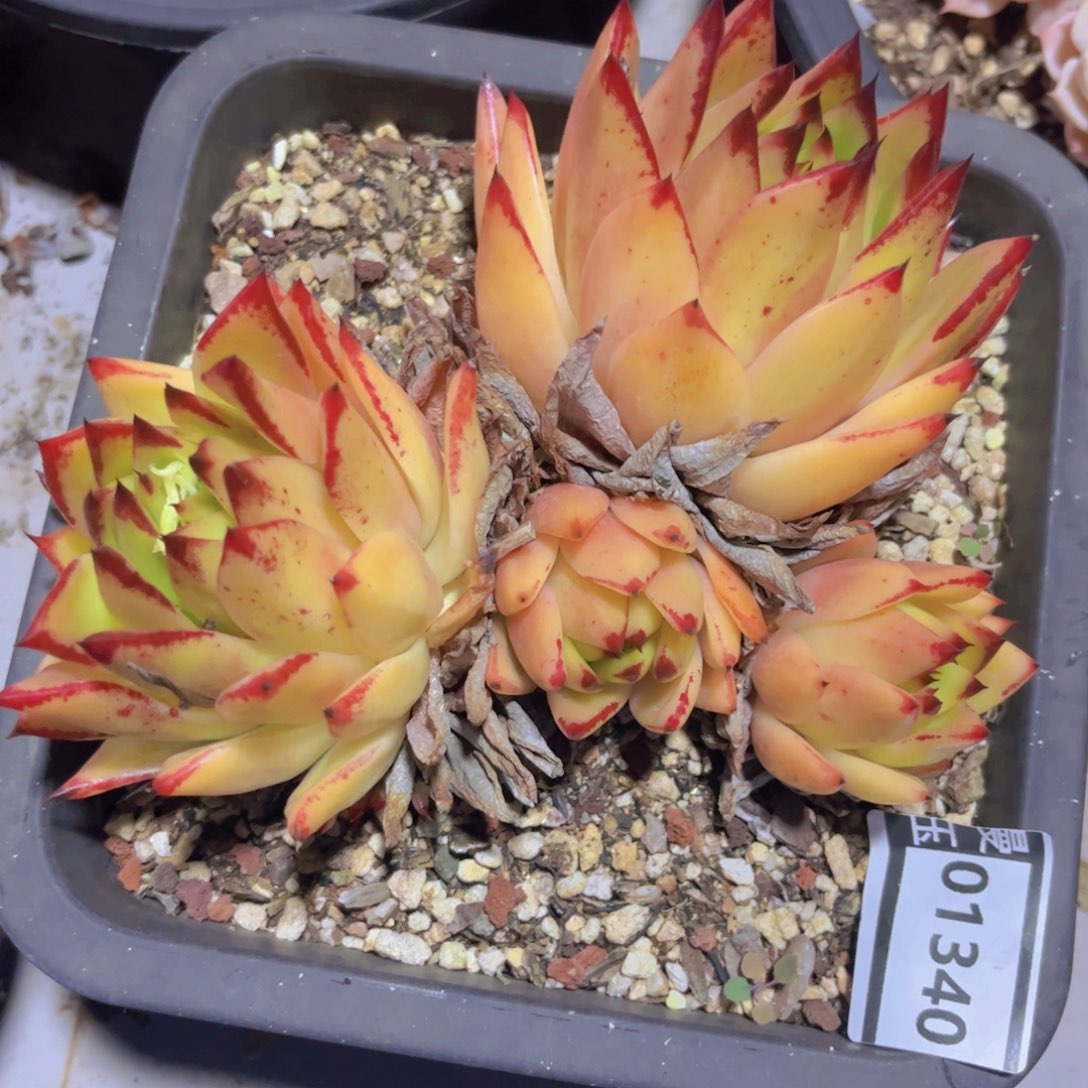 橙乌木01340多肉植物