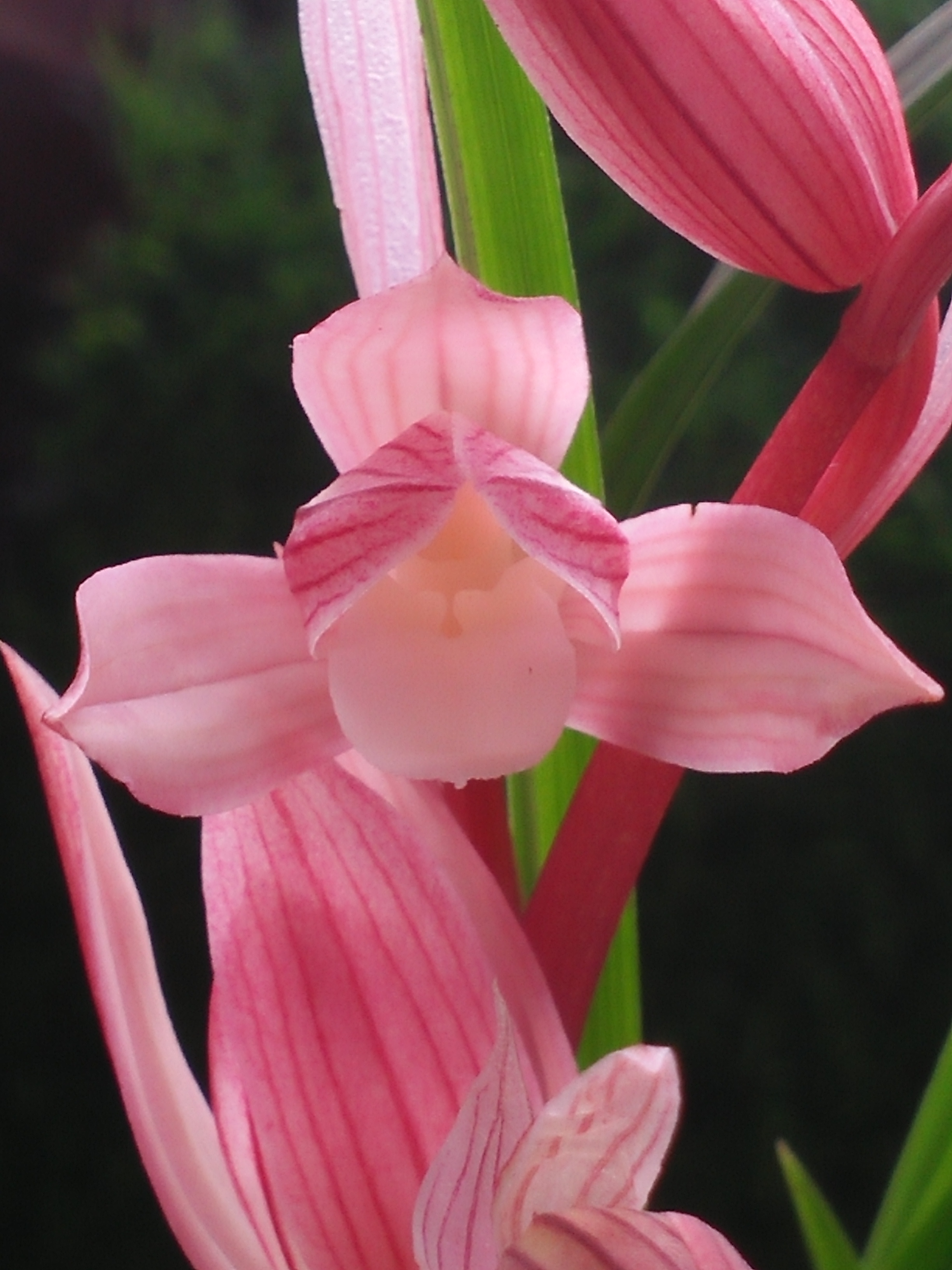 直播间兰花一物一拍