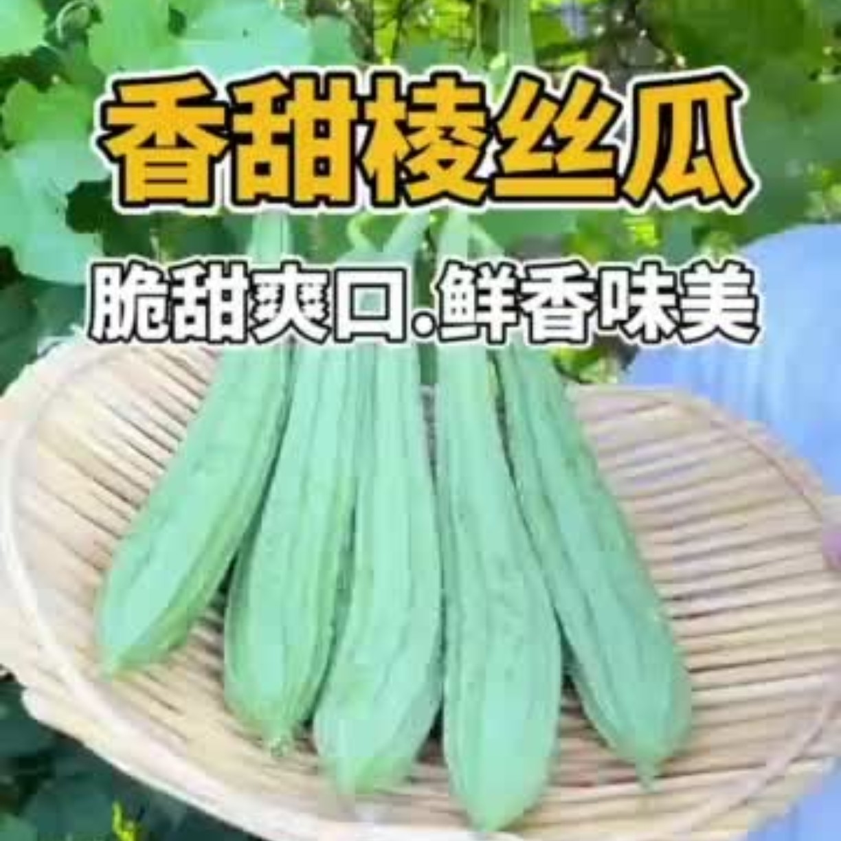 湖南农家棱角丝瓜