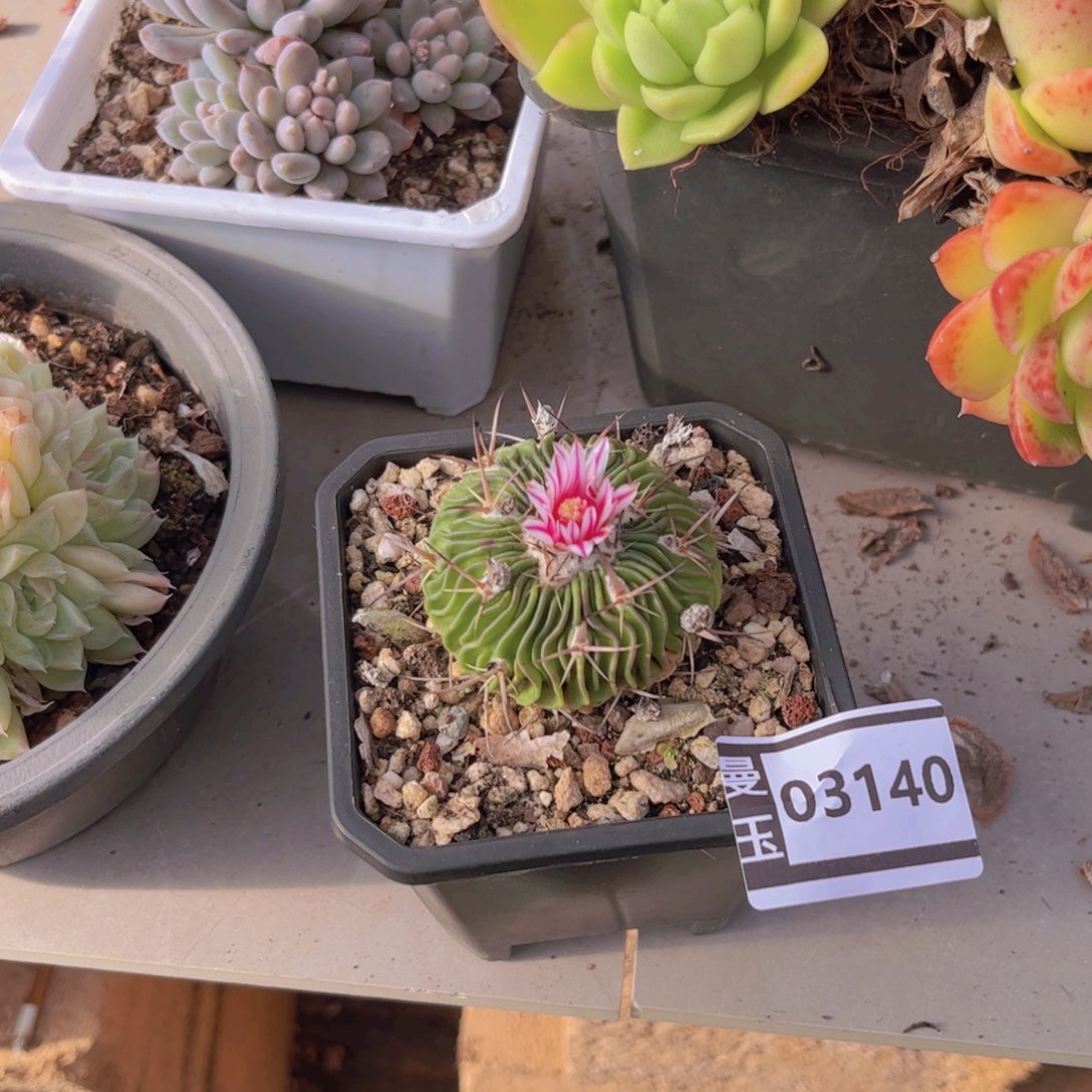 球球球球球球多肉植物03140