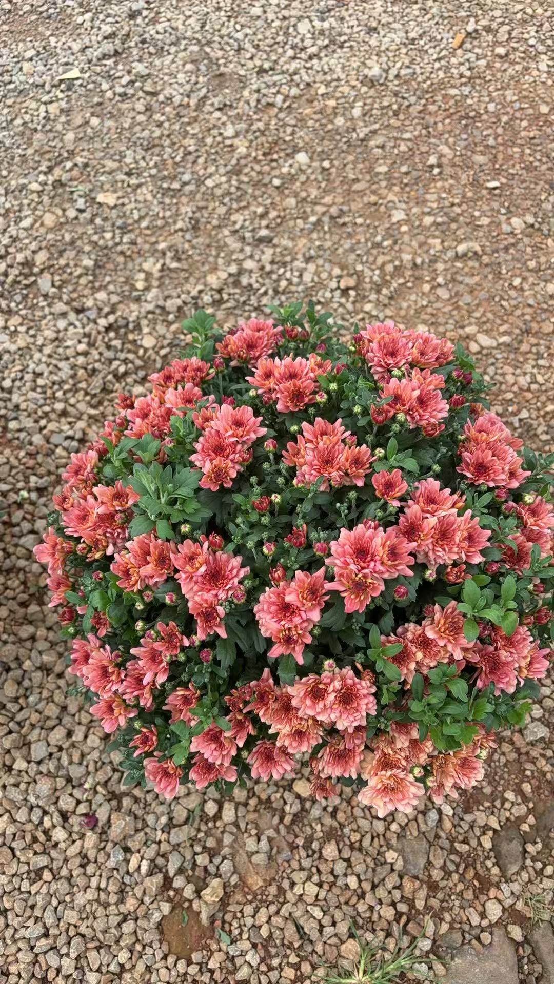基地特价福利小盆千头菊《三文鱼》阳台庭院地栽花量大