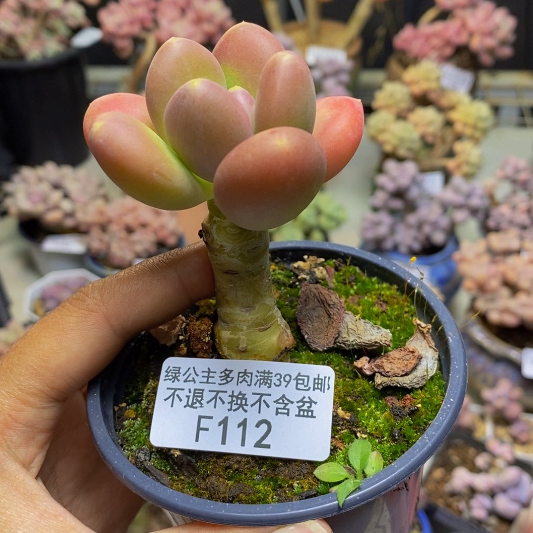 112金蟾多肉肉5c m