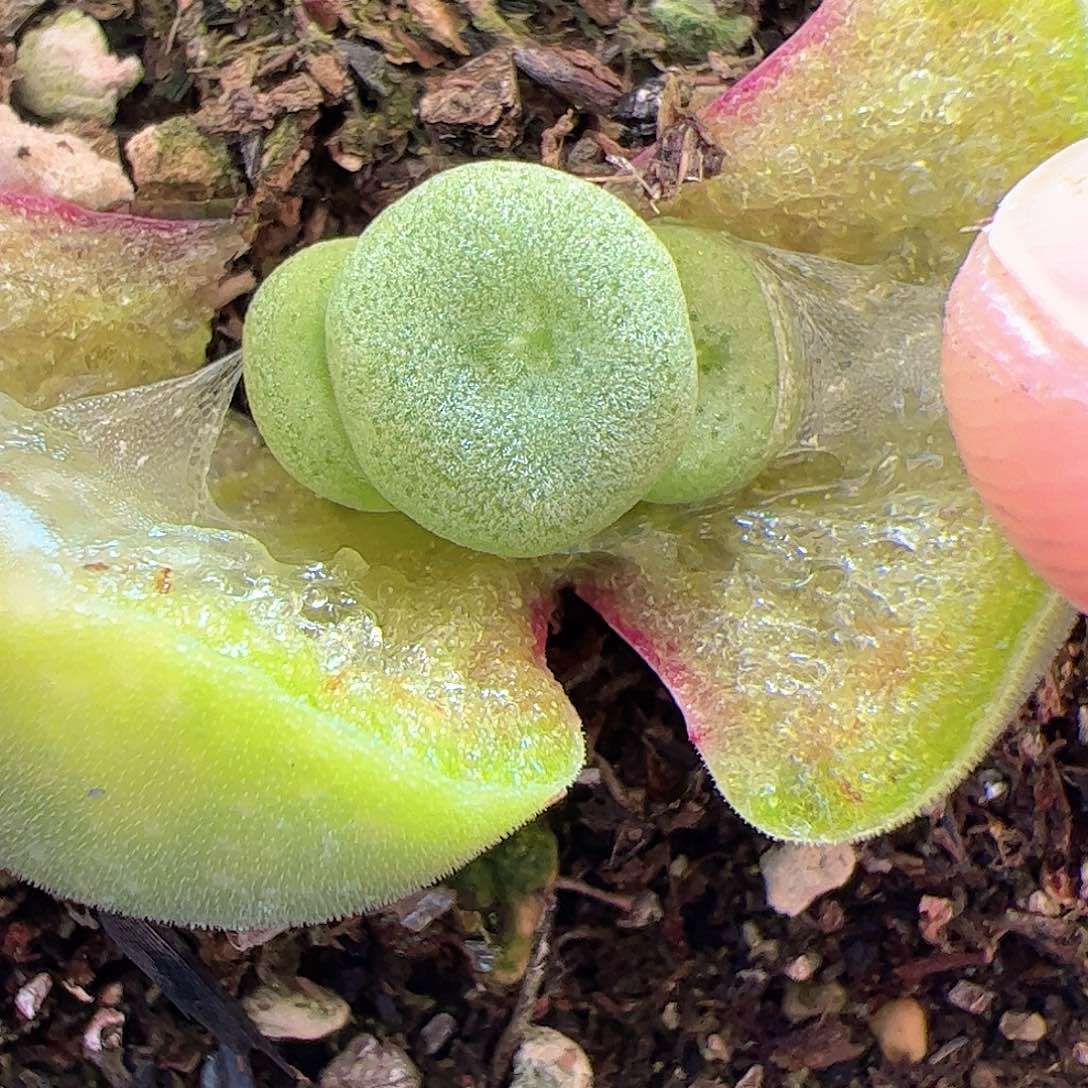 【闪购商品】82 毛饼