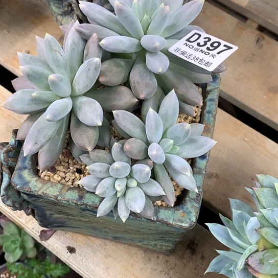 Q***宝黄胖体哥特397 亏本处理跑单拉黑7-8天发货