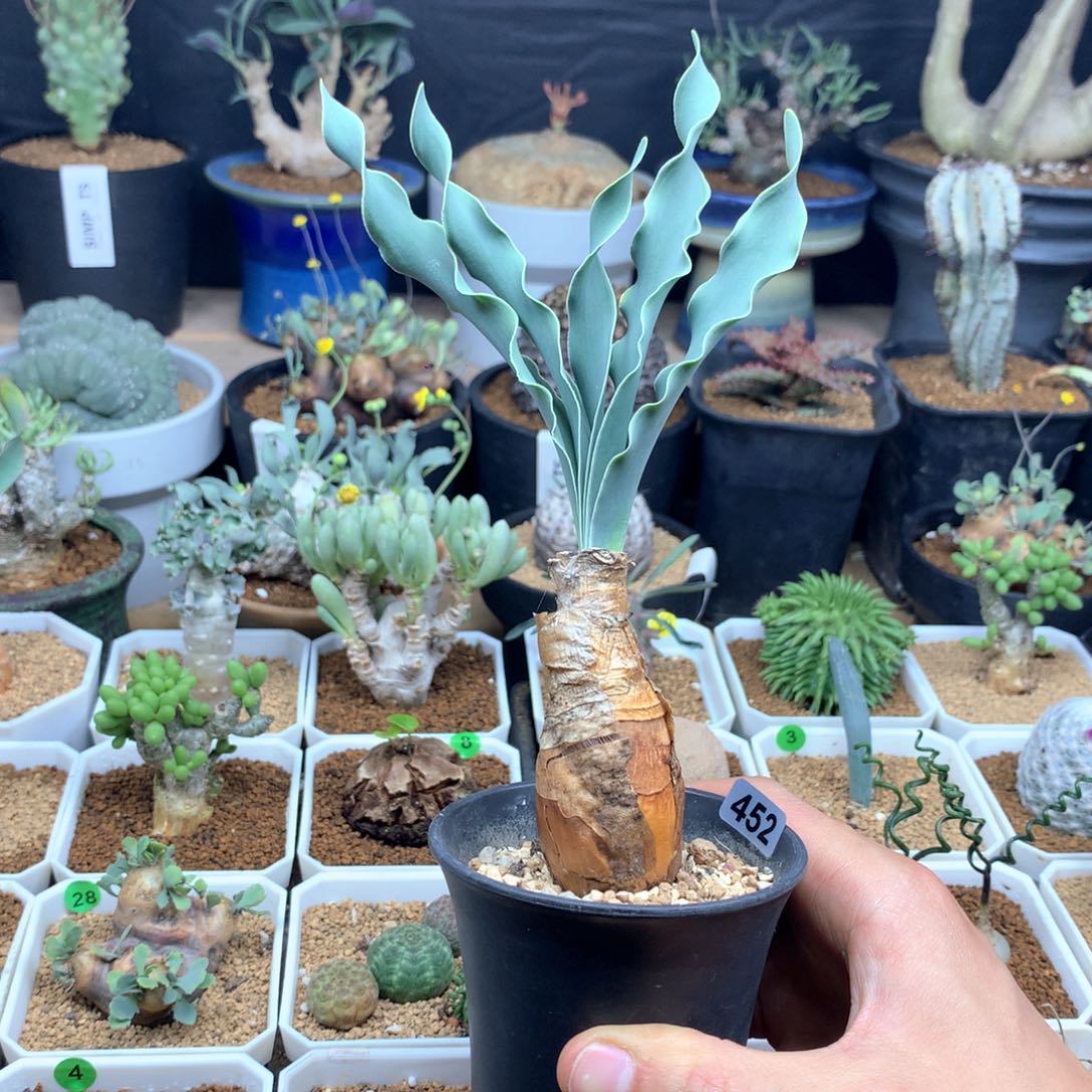 巨凤之卵带盆2.6cm