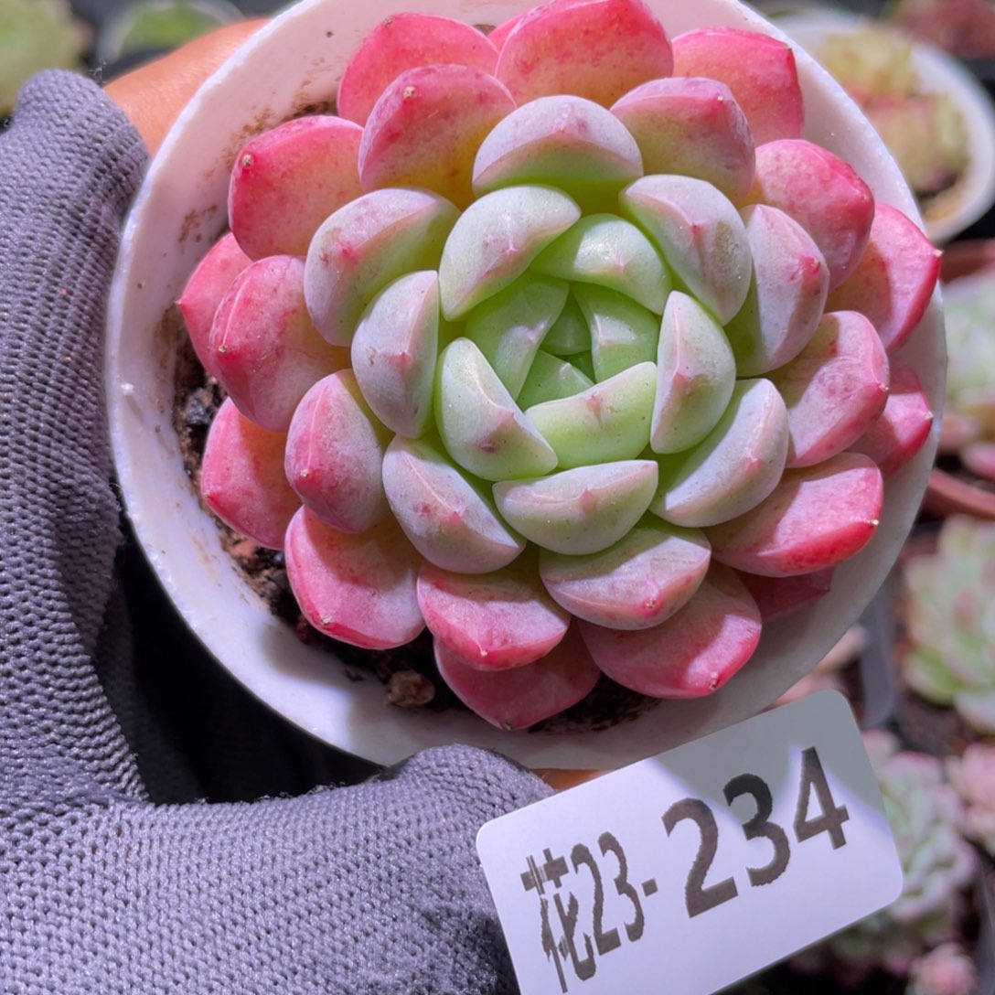 花利美23-2234糖心新品