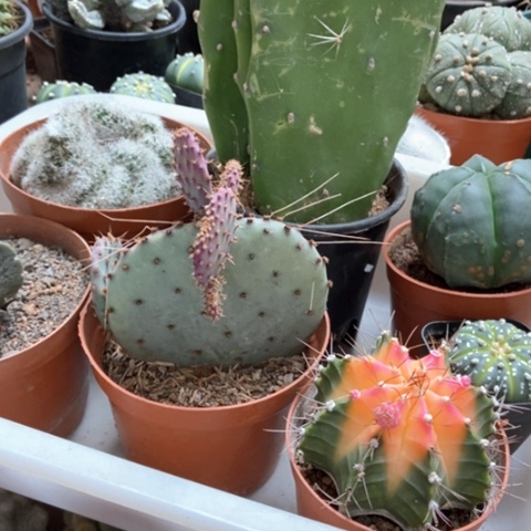 七盆仙人球去30米仙人球