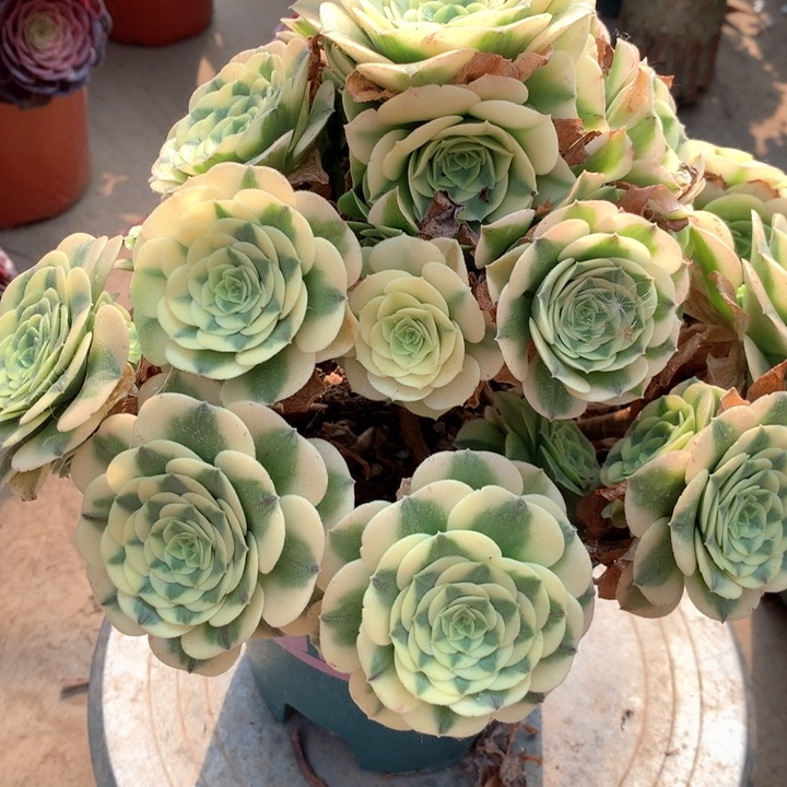 553绿豆沙多肉植物特价不售后