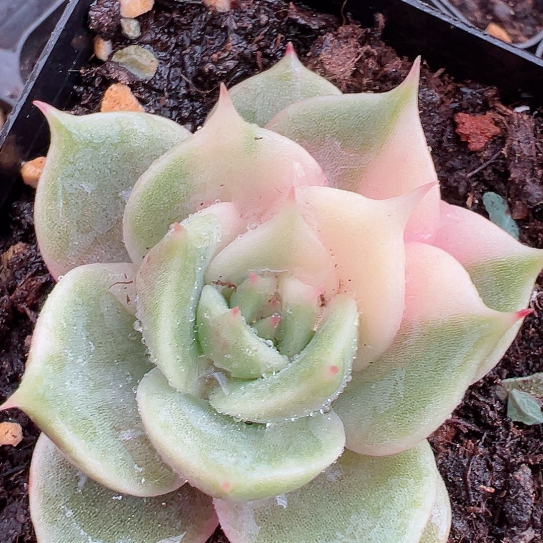 贝加尔湖锦，多肉植物