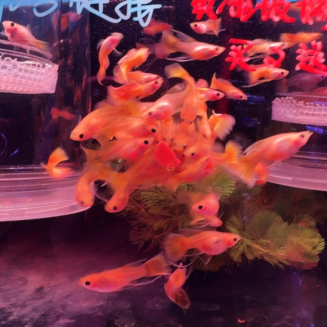 孔雀鱼黄金玻璃猫普通体5对(4对送1对备损)