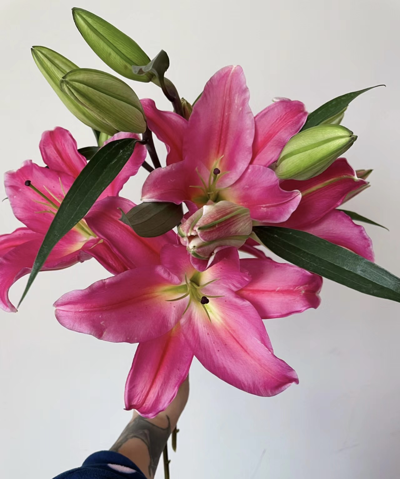 【源头优选百合鲜花直播】特红香水百合花 基地鲜花批发直播