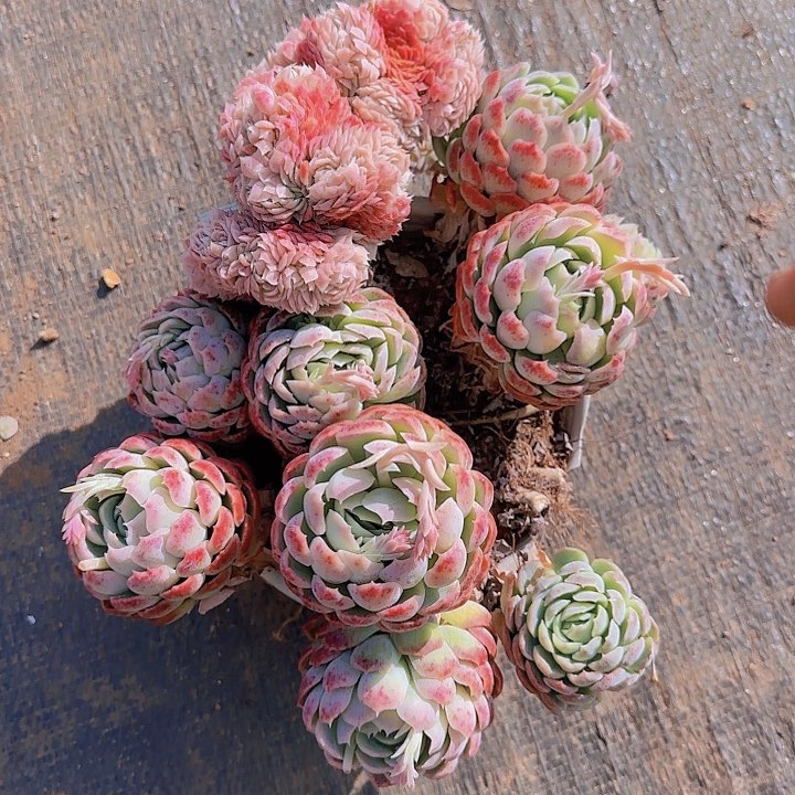 双*你的心也太软咯哈笑