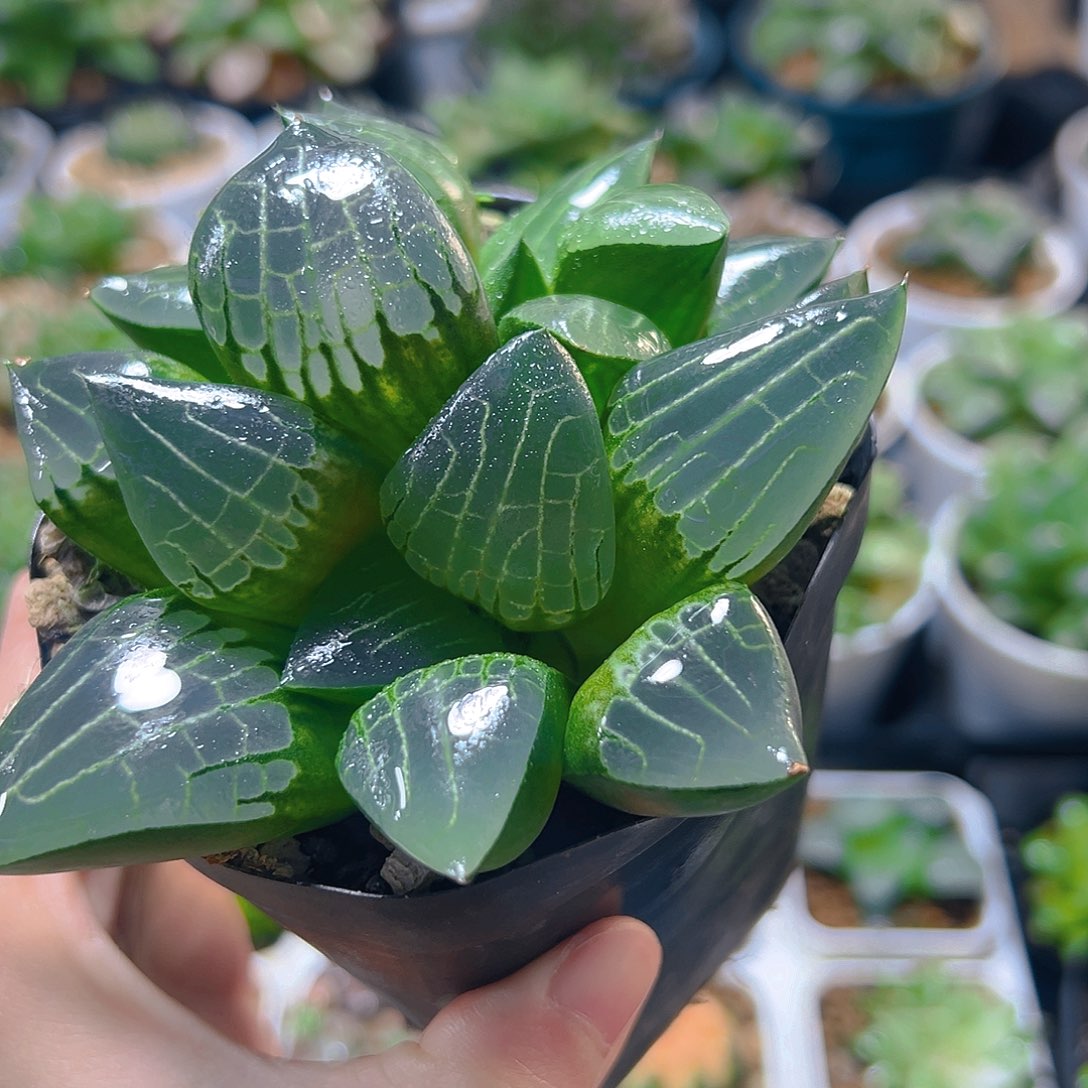 5329玉露多肉植物一颗