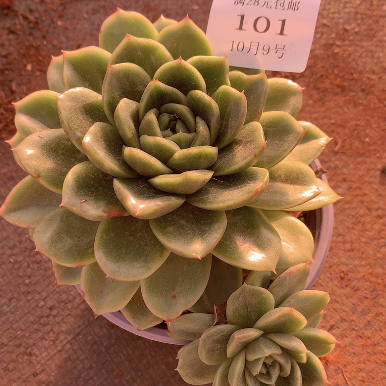 【闪购商品】云101号