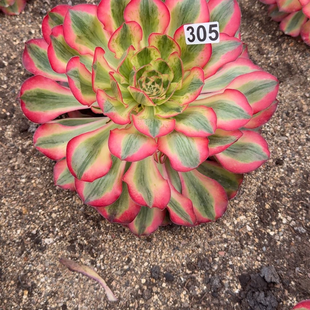 念***念305多肉植物爱丽丝