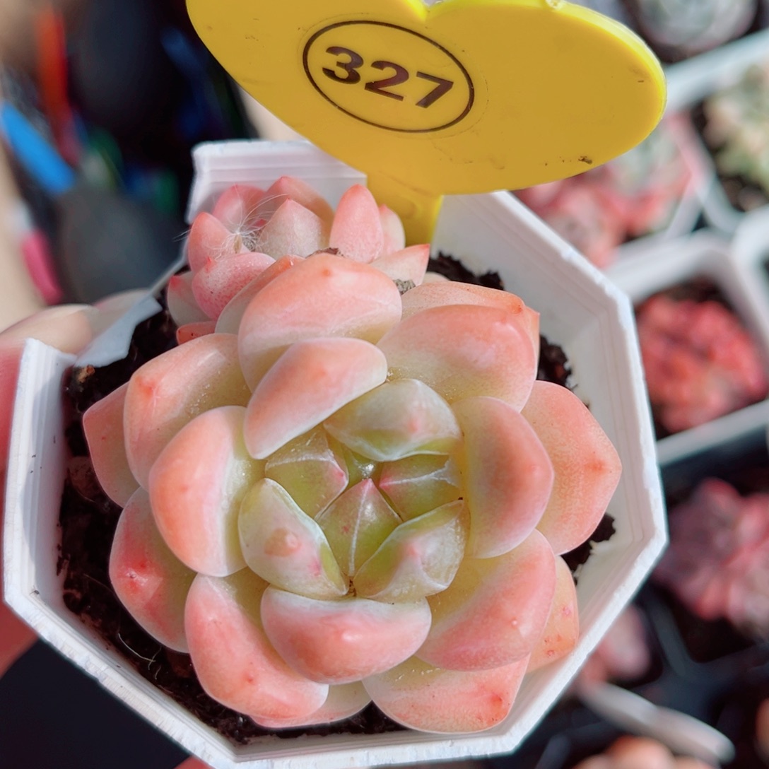 327号小老桩糖心双头