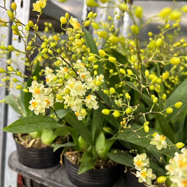 【缤纷甄选】精品皮桶罗曼香文心兰3-5花剑到手一盆