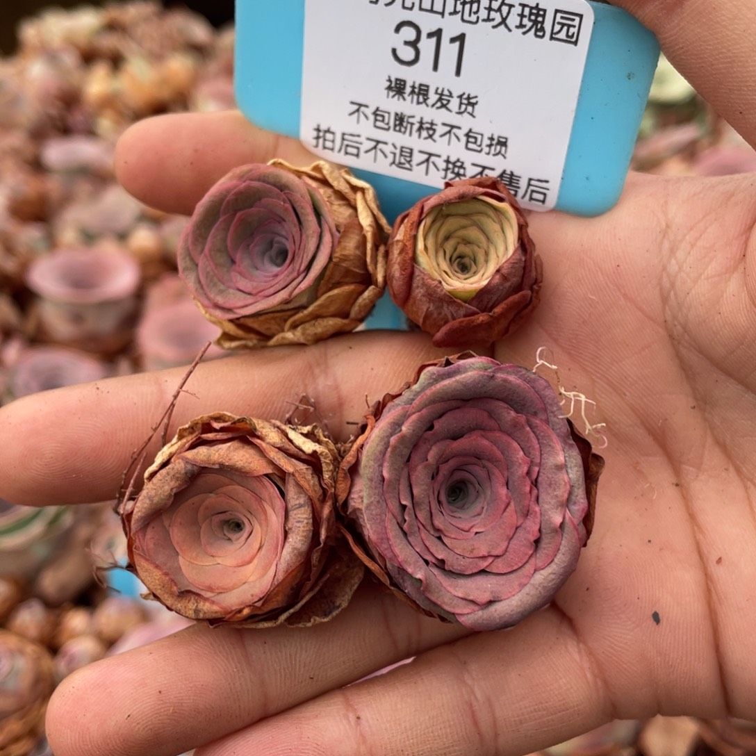 a***e山地玫瑰311裸根发货不售后