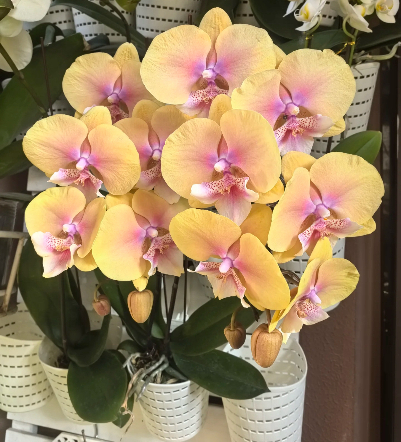 【黄桃之梦】出花剑苗 蝴蝶兰 3.5寸杯