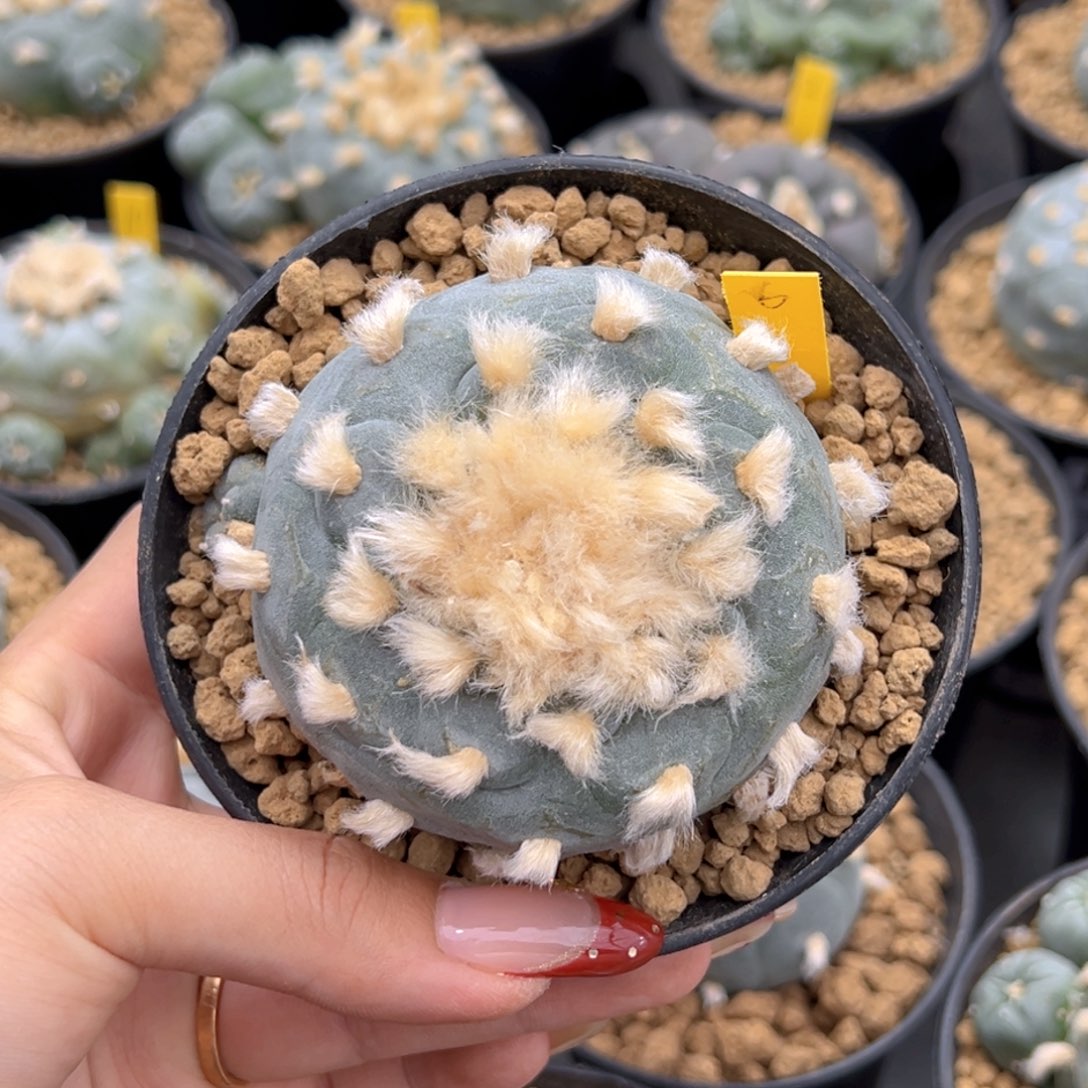 m548特长毛大号实生