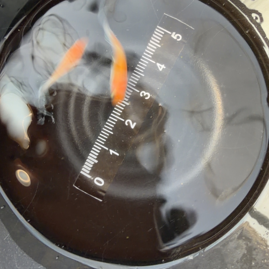 青鳉鱼观背青鳉30