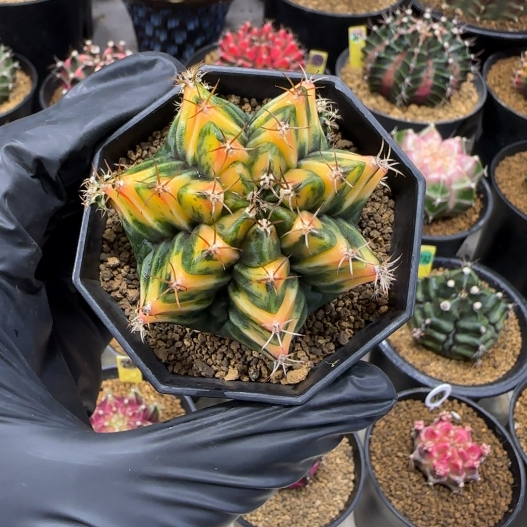 泰系名品侧芽虎斑