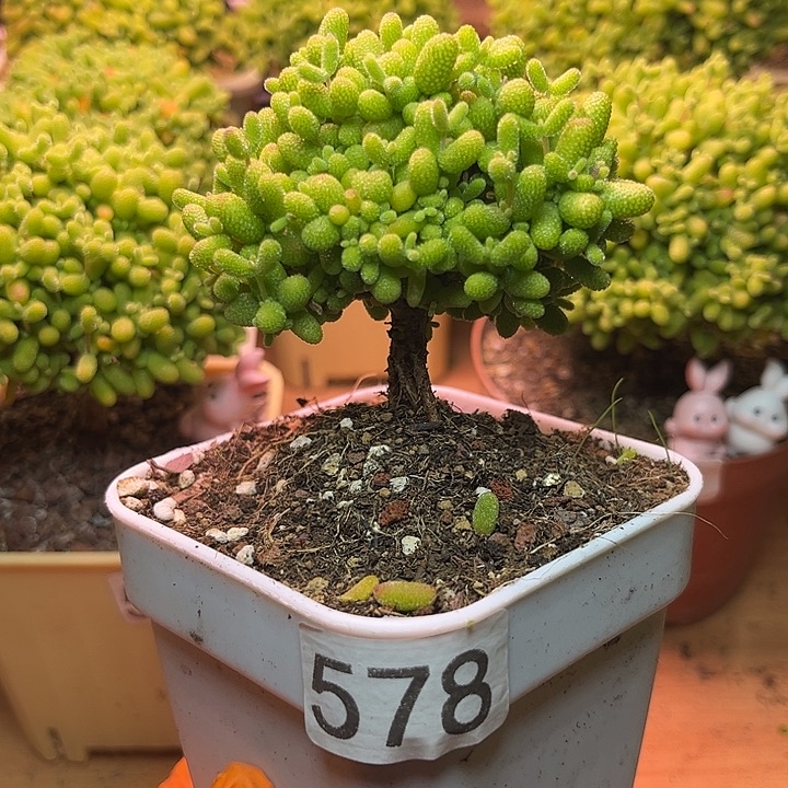 无花朵578金桔糖球