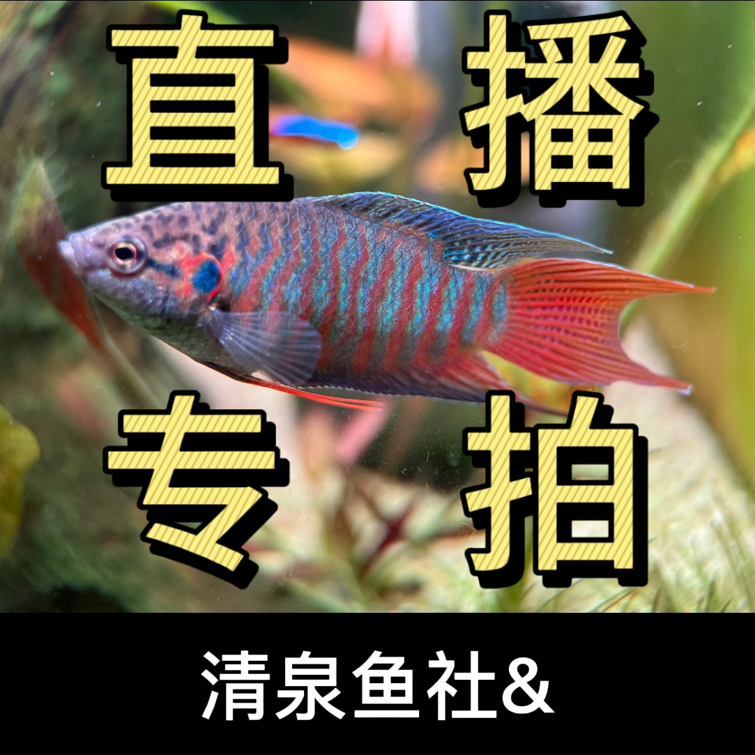 【直播间】国斗鱼观赏鱼专拍链接