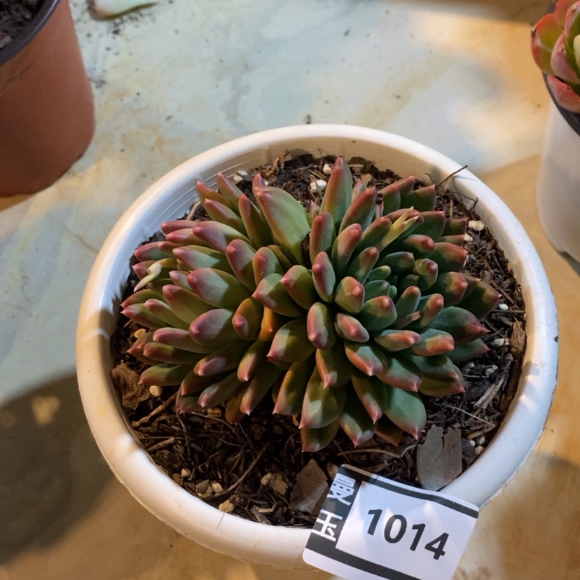 【闪购商品】惠兰1014