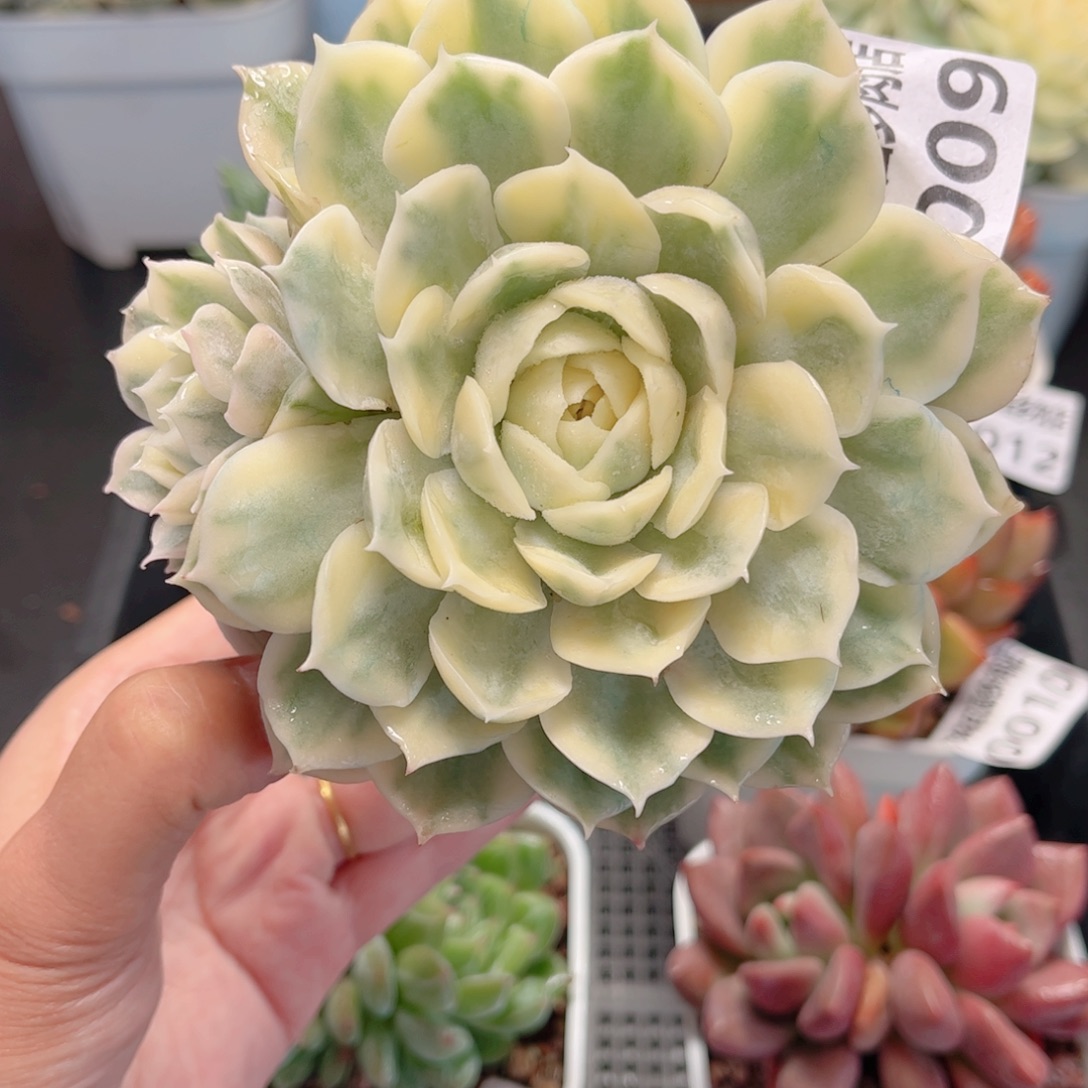 多肉植物0009 一定要拍个冷链哦