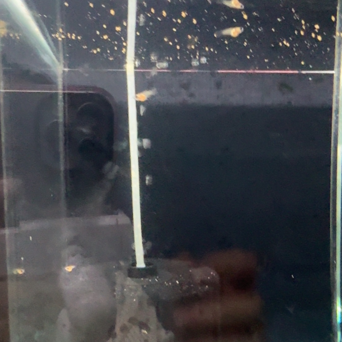 失***海孔雀鱼金琉璃苗3条