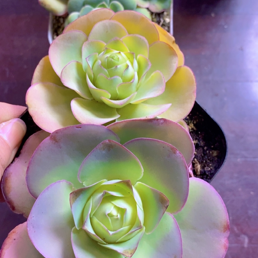 山地玫瑰下播福利一物一拍264帕系