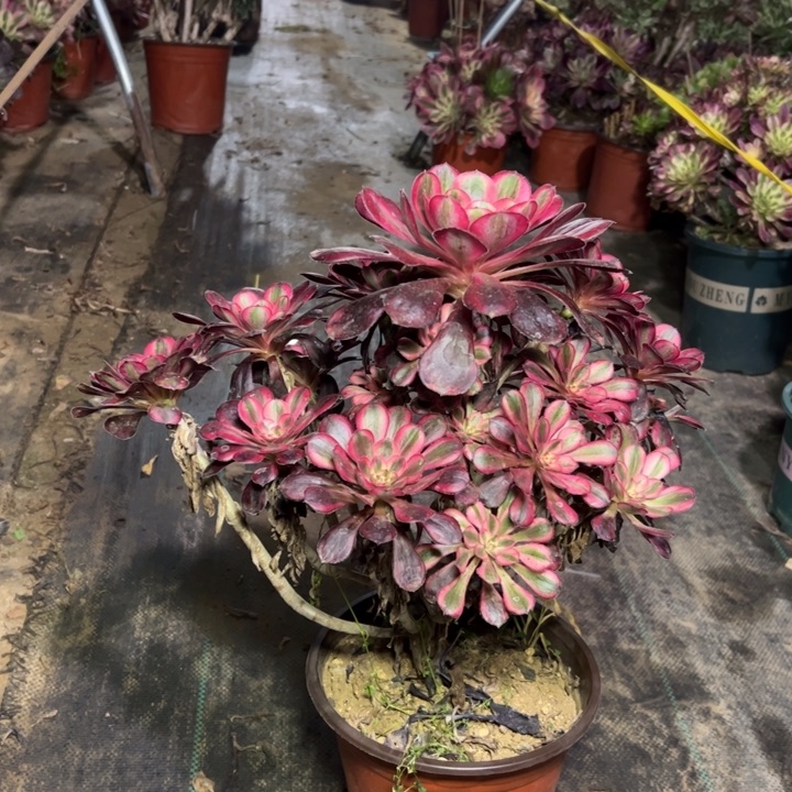 64香多肉多肉多肉多肉