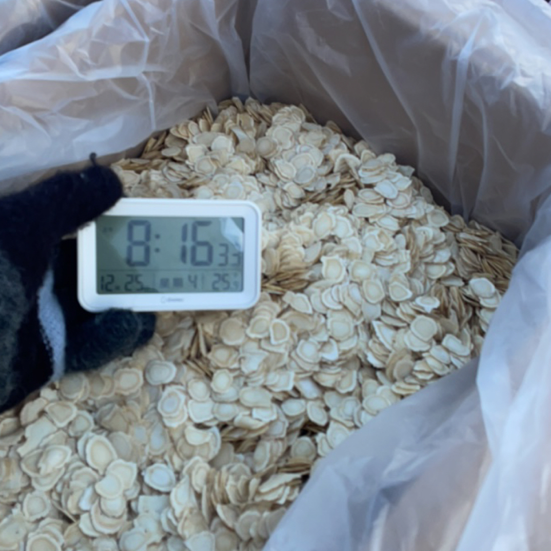 长白山西洋参片.1