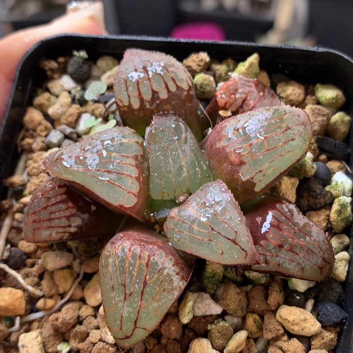 实生寿带盆土发货的