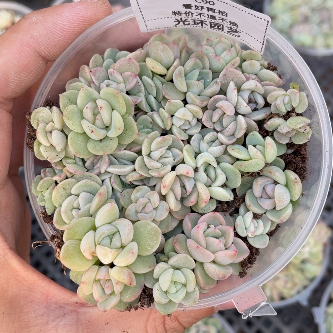 C90欧泊播种切糕苗