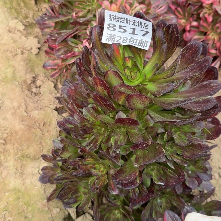 8517一号棚黑钻带菜D