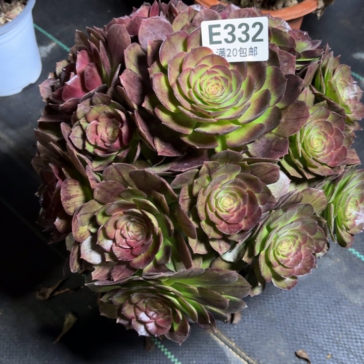 瑞妈一物一拍332