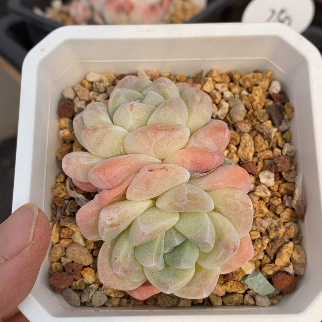 精品多肉一物一拍不包整92