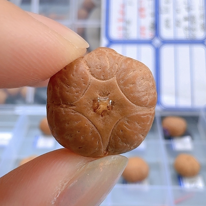 凤眼菩提吊坠17mm五星85@7520