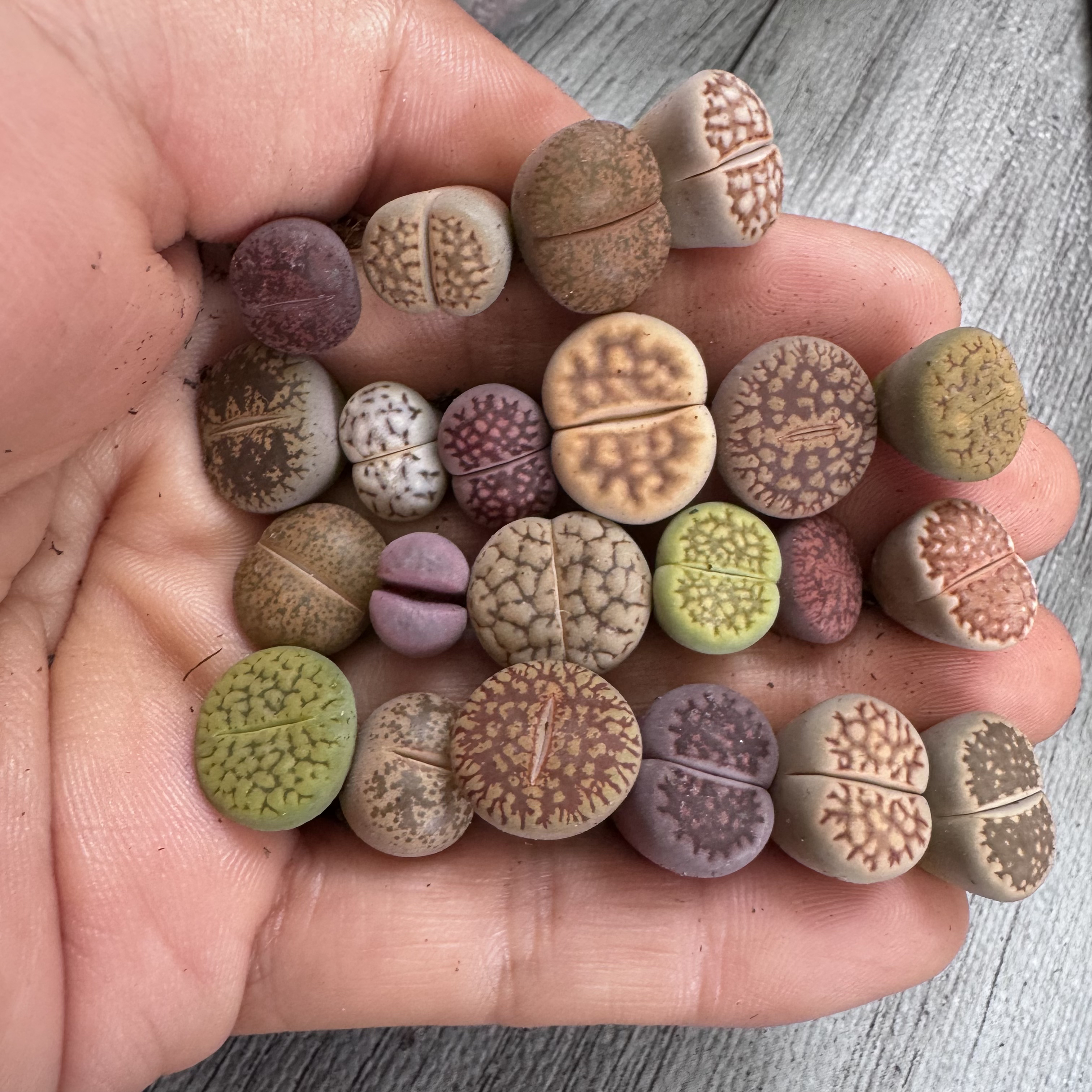 彩套 一年半  043号 22颗生石花多肉一物一拍脱土修根