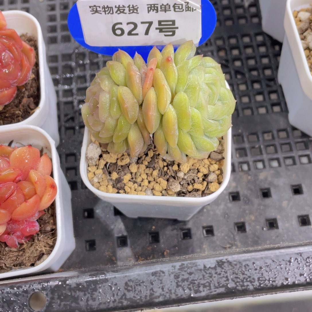 627号 珍妮白色恋人双头一个