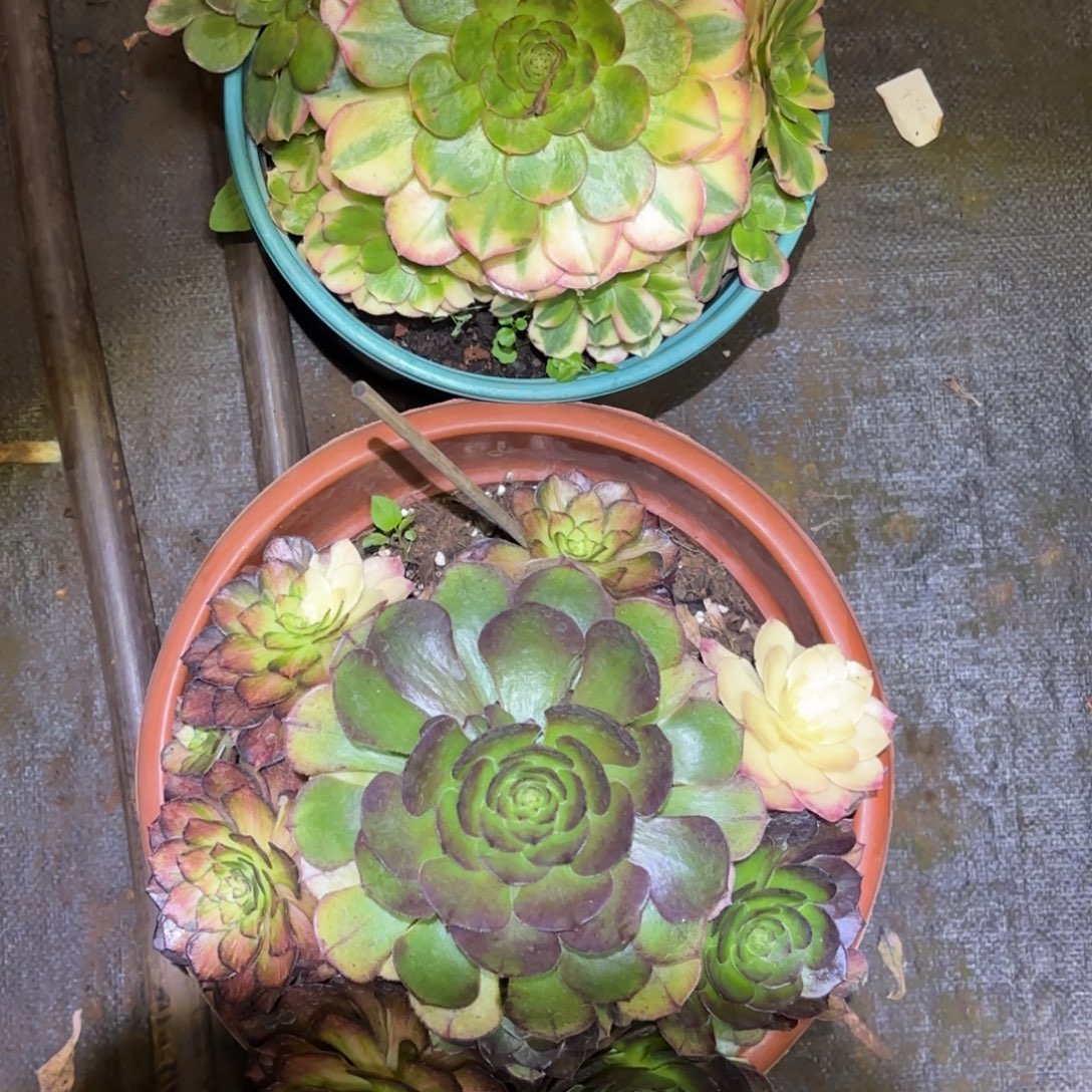 云南多肉植物组拍不包断枝