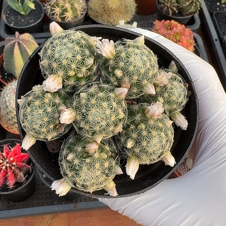 吉赛尔仙人球123