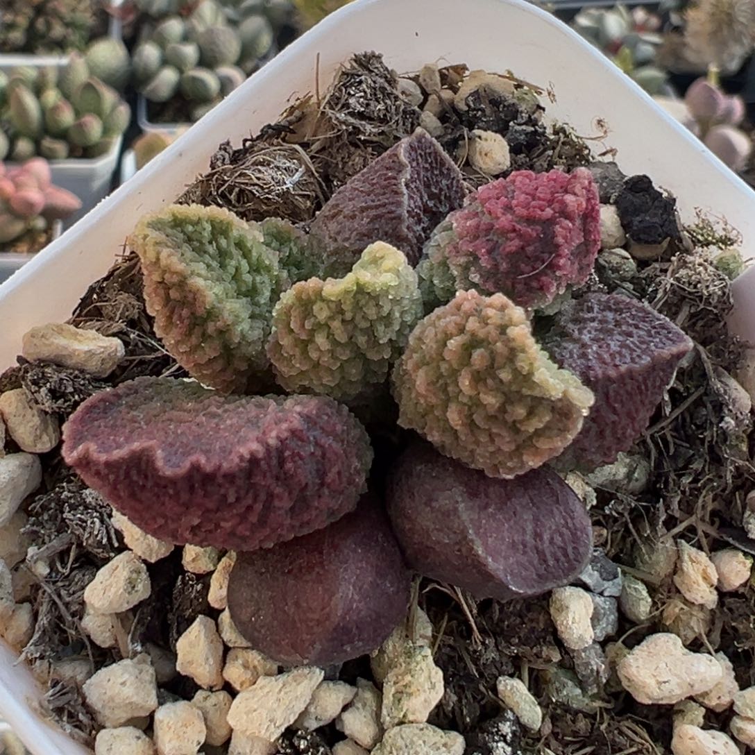 77花边腰子形实生新品