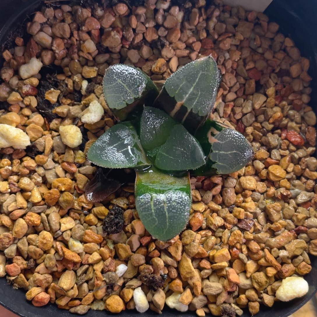 22.十二卷多肉实生克锦。   