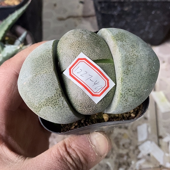 完美主义者勿拍屁股蛋子122749