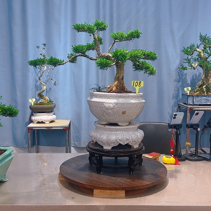 无花朵广东皱皮雀舌黄杨