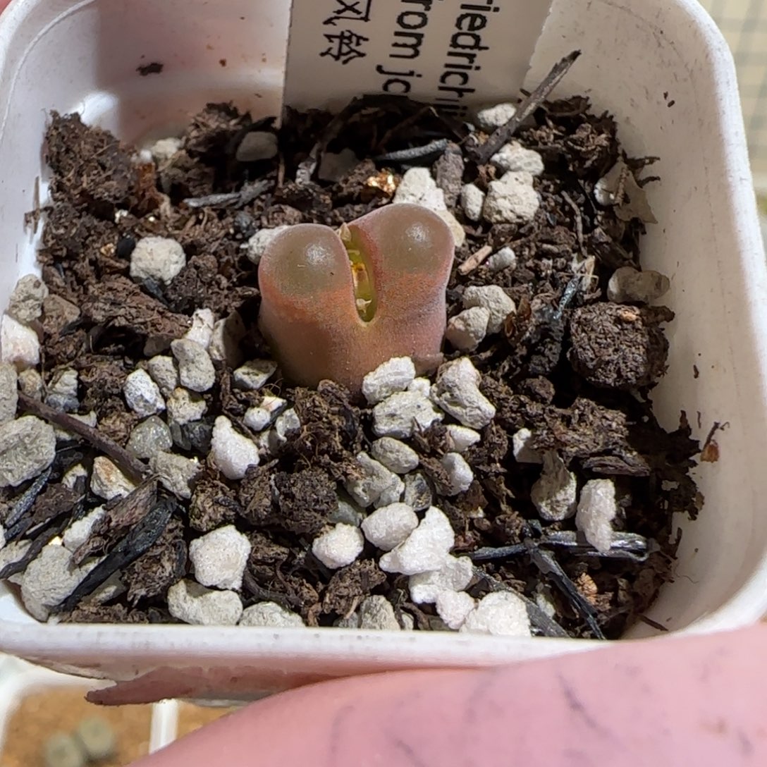 Q***'肉锥多肉植物组合-10km风铃1116