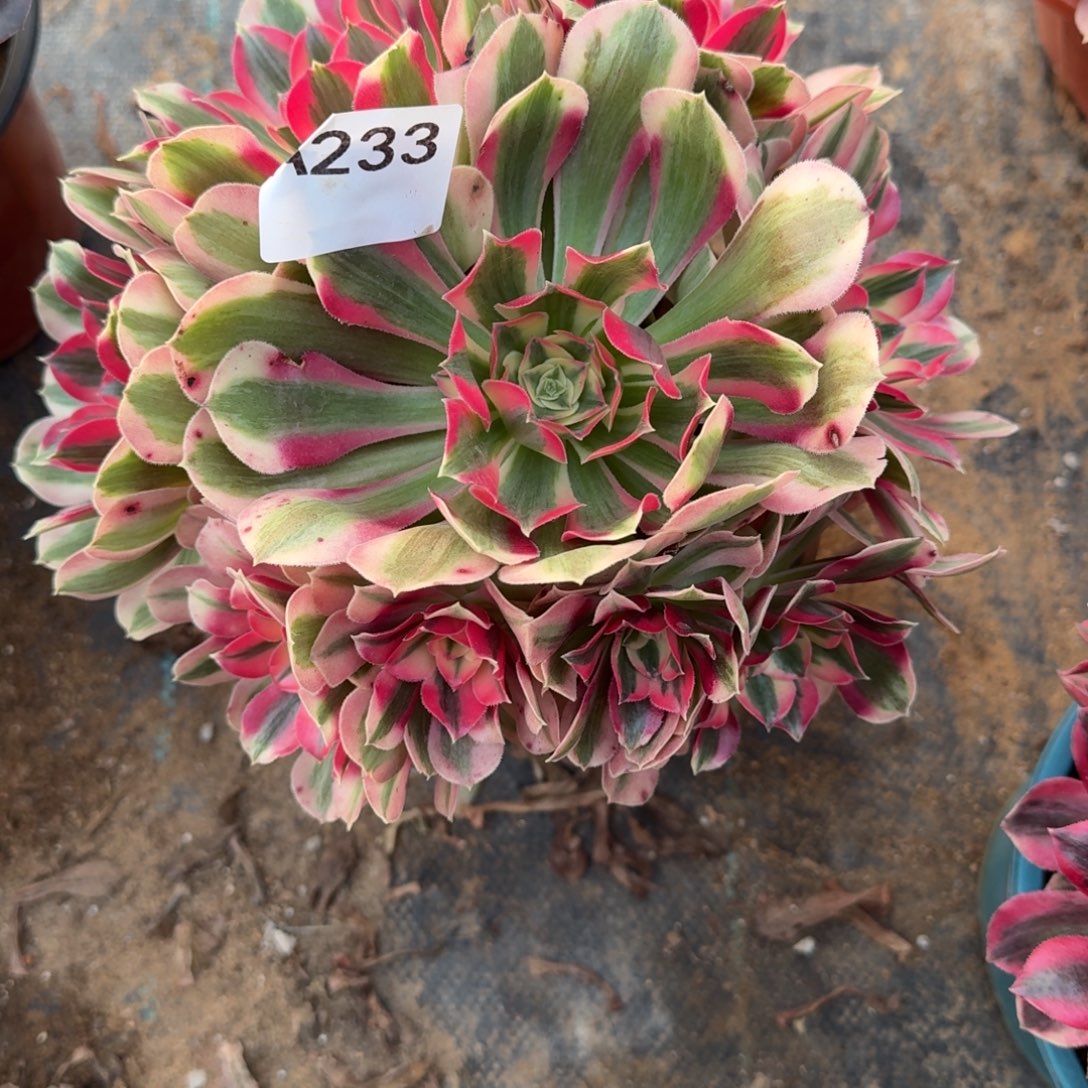 安***燚粉女巫一物一拍233